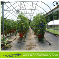 Leon high tunel plastic arch greenhouse for tomato